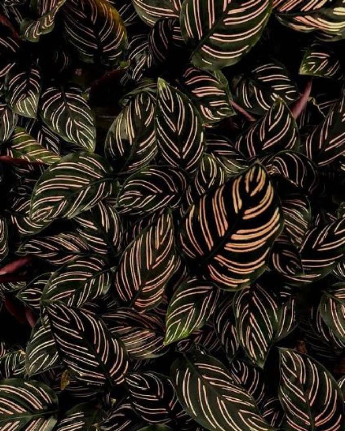 Calathea Ornata. Imagem: reprodução. 