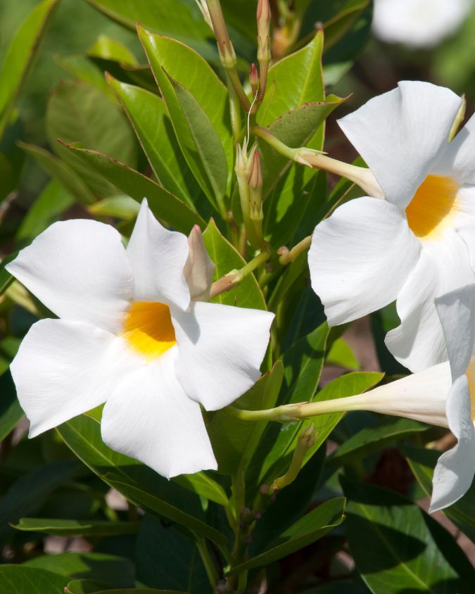 Dipladênia com flores em cor-de-rosa. Imagem: Canva | Getty Imagens.