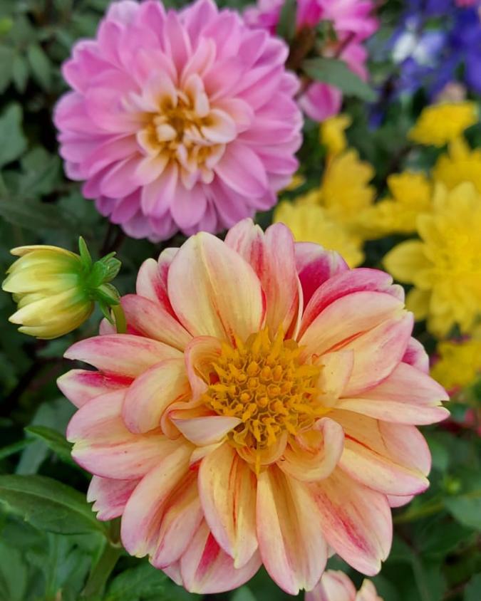 A imagem mostra duas dálias floridas, uma rosa e amarela e outra, ao fundo, integralmente rosa. Suas camadas de pétalas formam uma esfera. Imagem: Plantei Garden Center.