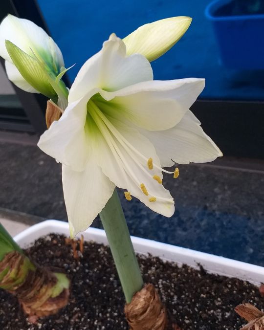 Lírio Asiático branco com flores vibrantes. Imagem: Plantei Garden Center.