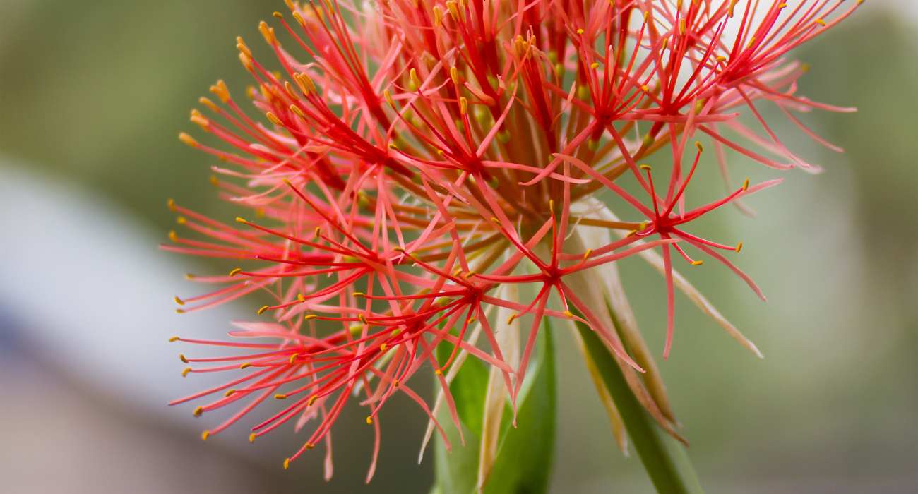 Haemanthus, estrela-do-Natal, flor-de-sangue ou flor de dezembro.