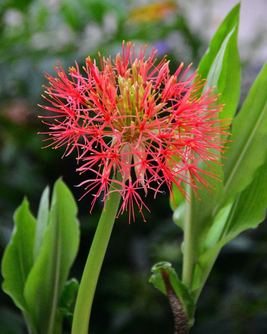 Estrela-do-Natal (Haemanthus). Imagem: Canva.