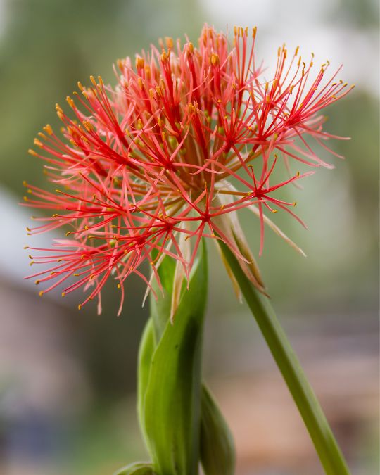 Estrela-do-Natal. Imagem: Canva. 