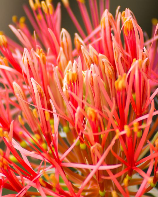 Detalhes dos agrupamentos de pequenas flores que formam a flor. Imagem: Canva. 