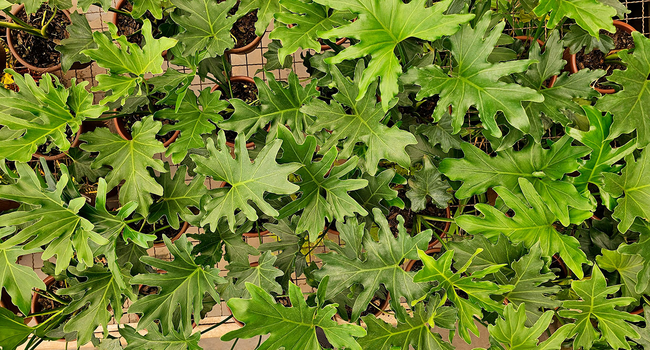 Guaimbê: Guia Completo de Cultivo e Curiosidades