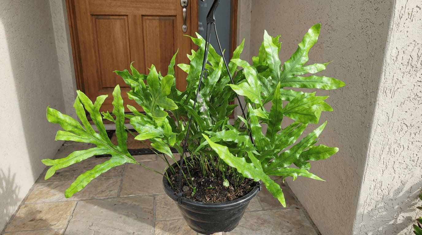 Samambaia Jamaica em grande vaso na entrada de uma casa - Tipos de Samambaias