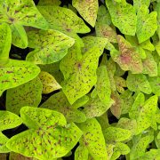 Bulbo de Caladium em destaque | Caladium com folhas coloridas | Plantio de bulbo de Caladium