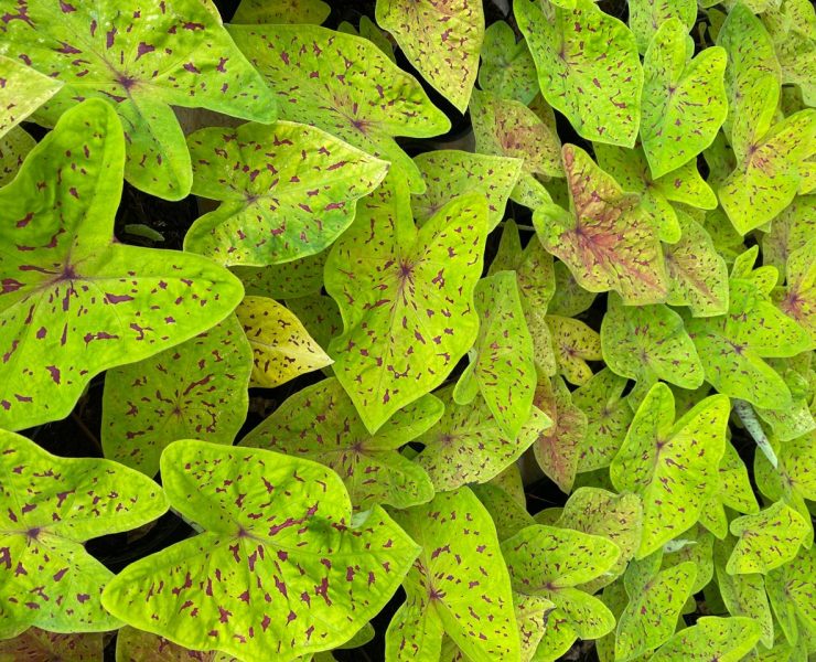 Bulbo de Caladium em destaque | Caladium com folhas coloridas | Plantio de bulbo de Caladium