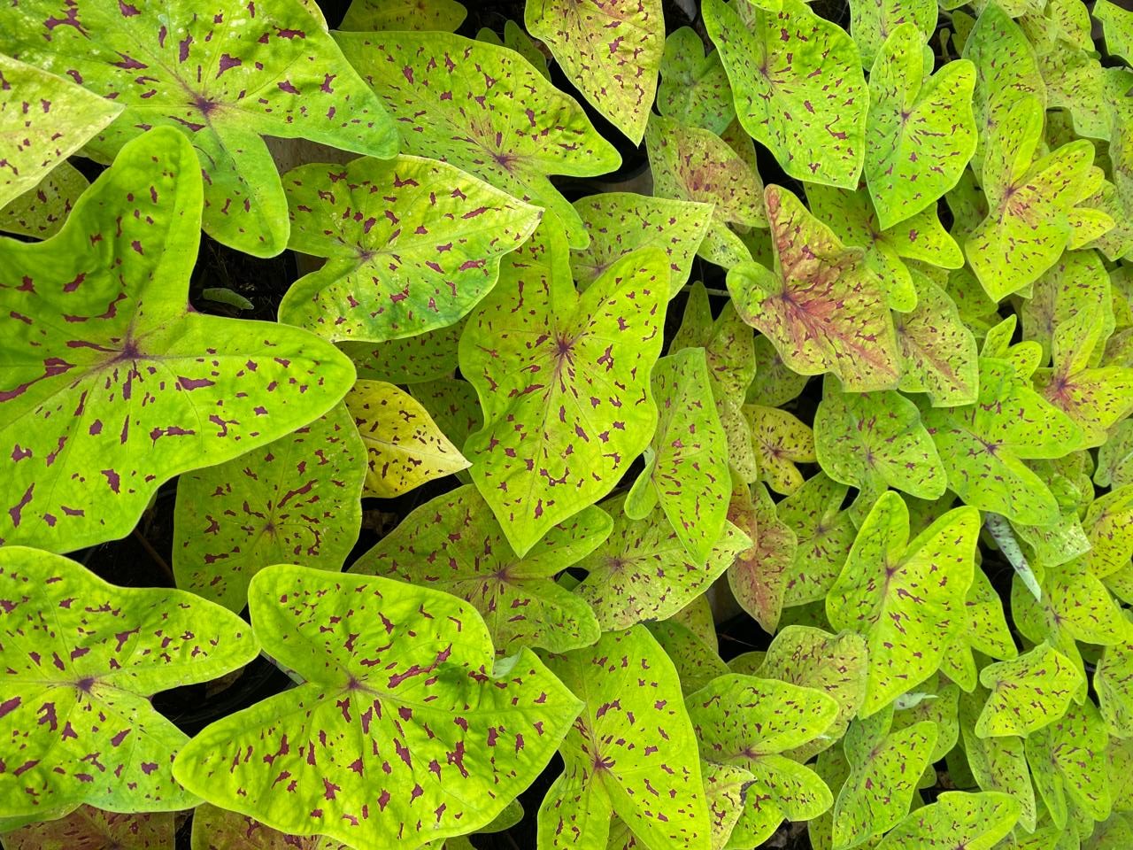 Bulbo de Caladium em destaque | Caladium com folhas coloridas | Plantio de bulbo de Caladium