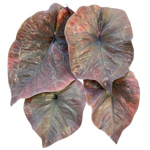 Caladium Mamba Negra