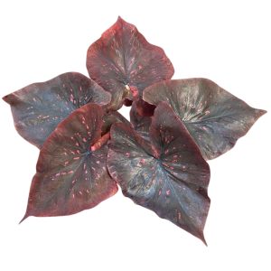 Caladium Dark Choco