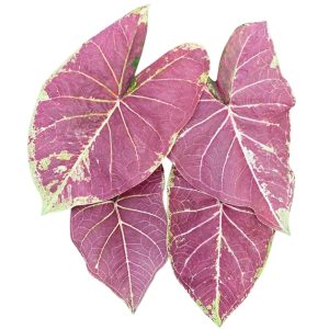Caladium Grape Beauty
