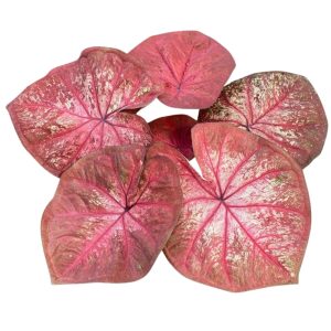 Caladium Thay Dinasty