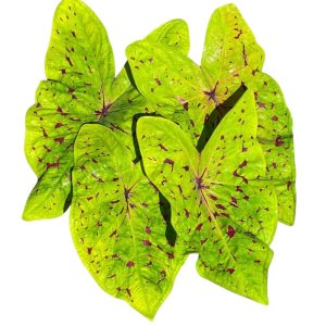 Caladium Yellow Leopard
