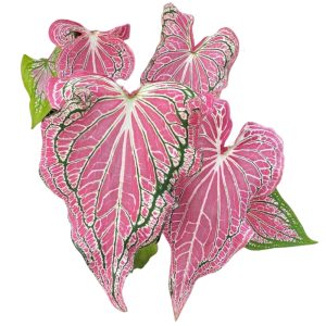 Caladium Thay Beauty