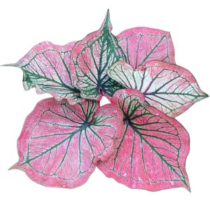 Caladium Olympikus