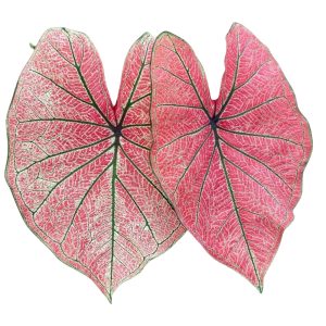 Caladium Cleópatra