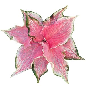 Caladium Pink Panther