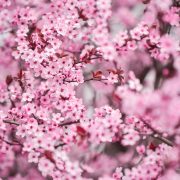Jardim florido na primavera no Brasil.
