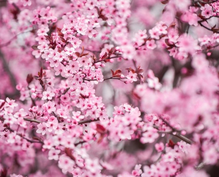 Jardim florido na primavera no Brasil.