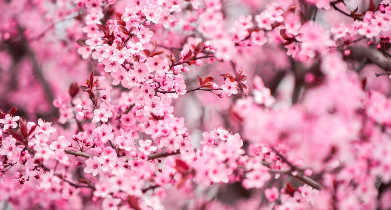 Primavera: a estação do recomeço e sua importância para quem cultiva