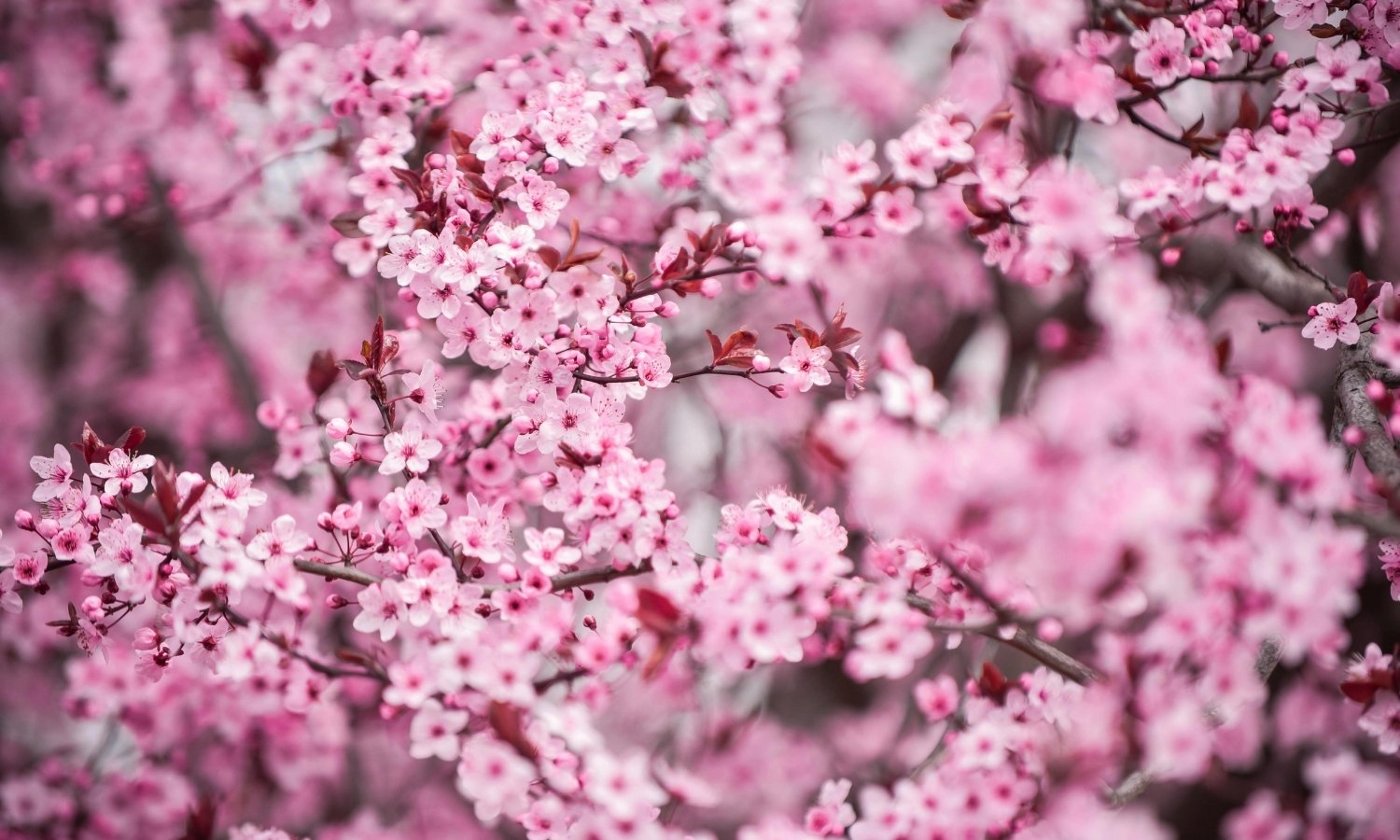 Jardim florido na primavera no Brasil.