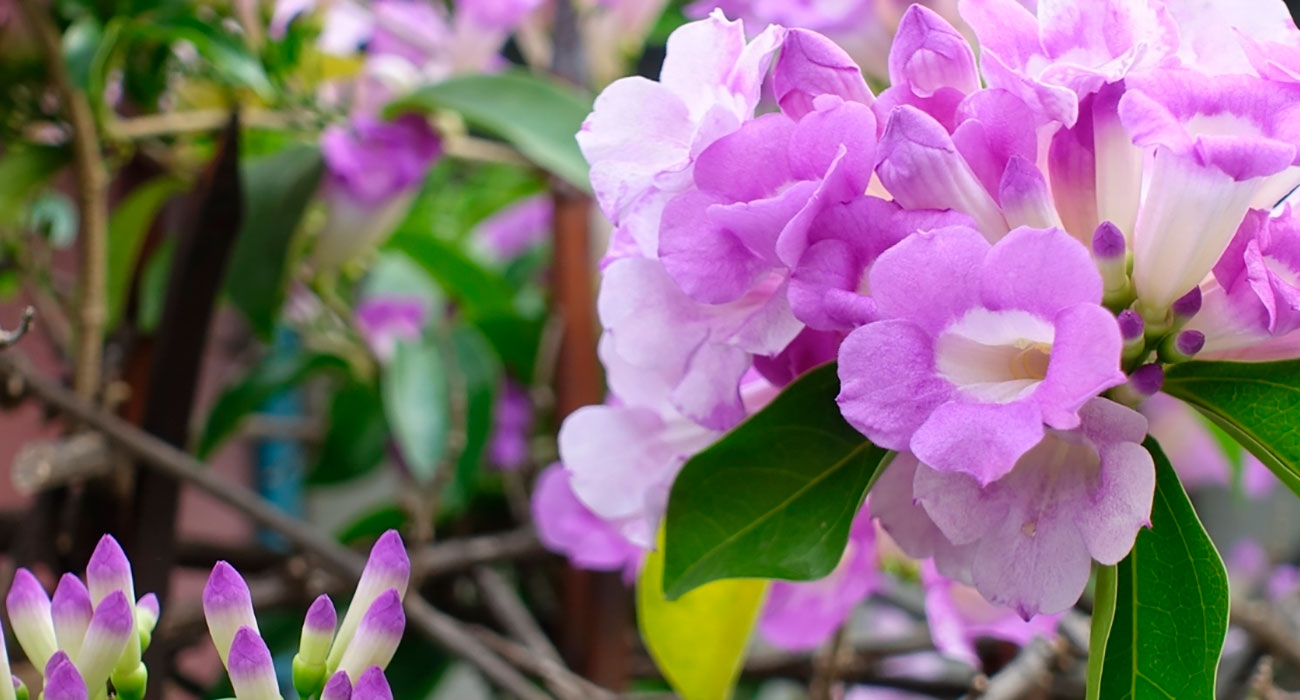 Cipó-Alho: a planta que perfuma, protege e encanta