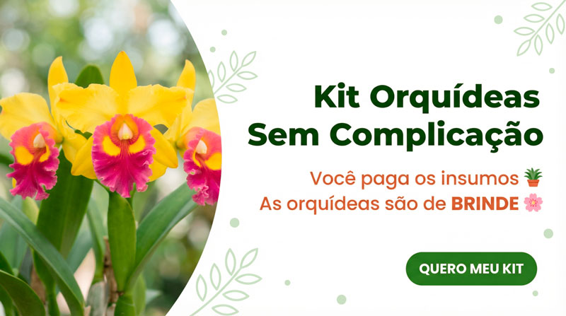 alt="Kit Orquídeas Sem Complicação - 5 orquídeas Cattleya de brinde + vasos + substrato + fertilizante - Você paga os insumos, as orquídeas são de brinde"