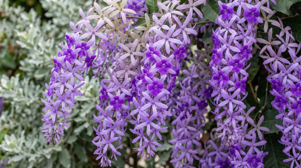 Trepadeira Flor-de-São-Miguel com cachos de flores roxas
