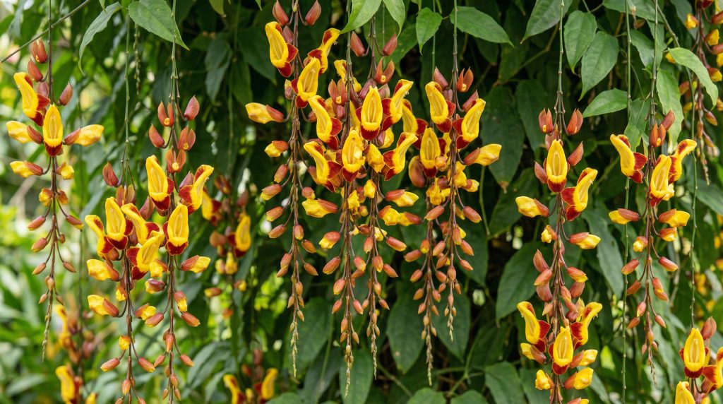 Trepadeira Sapatinho de Judia com flores amarelas e marrons pendentes