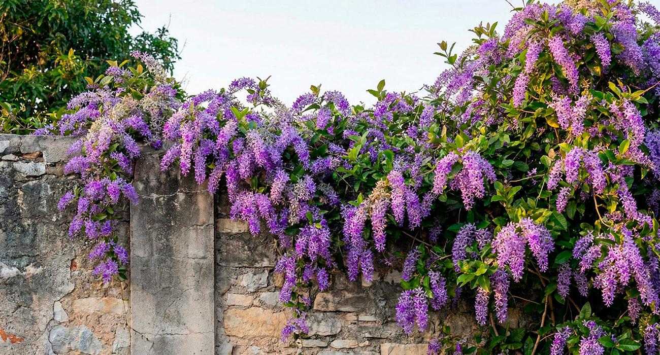 5 Trepadeiras Incríveis para Transformar Muros e Pergolados