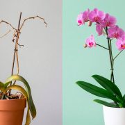 Orquídea doente vs orquídea saudável - antes e depois da recuperação
