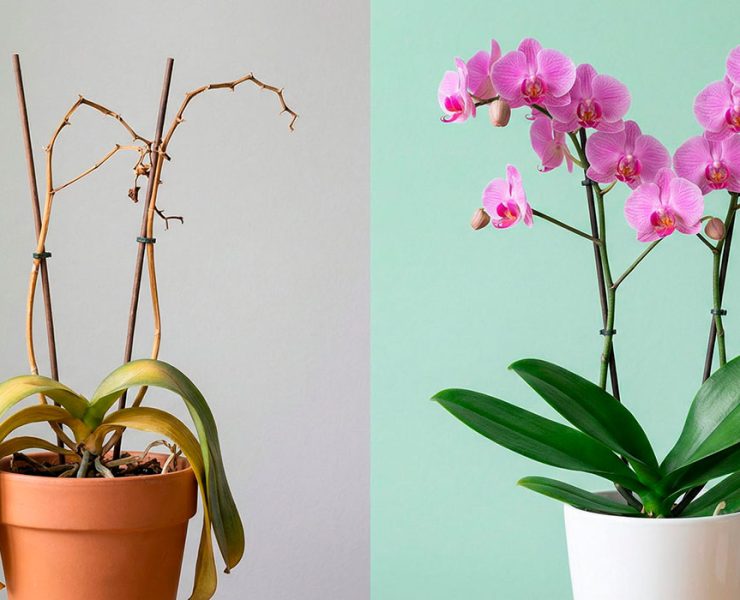 Orquídea doente vs orquídea saudável - antes e depois da recuperação
