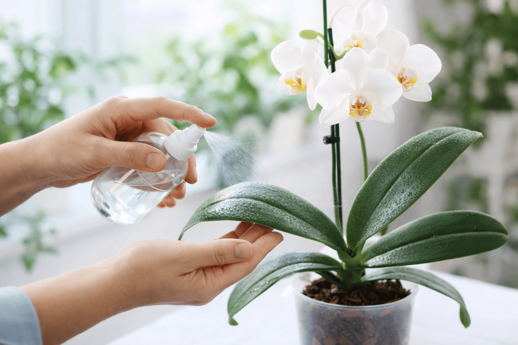 Cuidados e manutenção de orquídeas com pulverização de água.