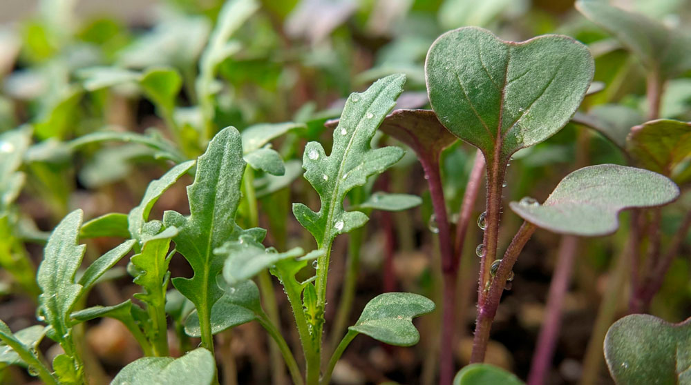 Close-up de microverdes de rúcula e rabanete mostrando densidade nutricional e frescor