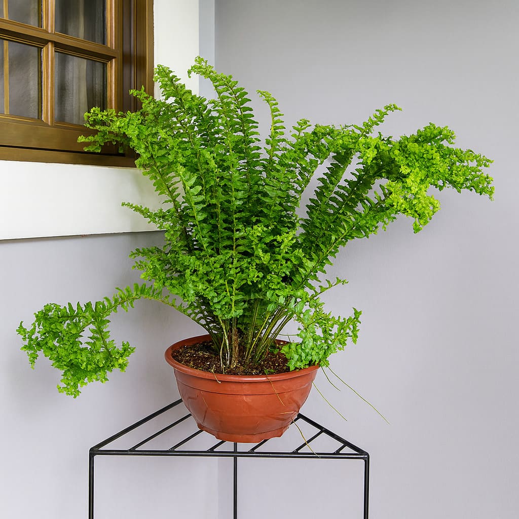 Samambaia Saia Baiana em grande vaso pendurado em pergolado de jardim - Tipos de Samambaias