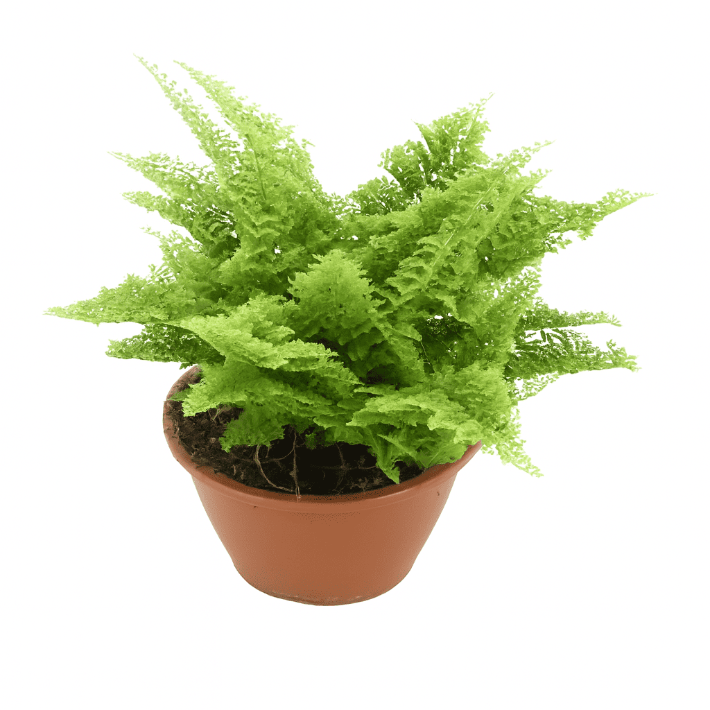 Samambaia Havaiana Mini em vaso pequeno sobre prateleira de madeira - Tipos de Samambaias