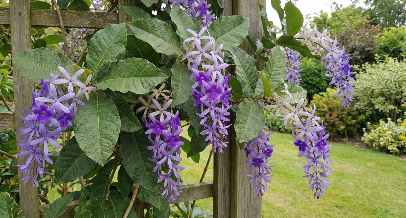 Folhas ásperas e cachos da Flor de São Miguel
