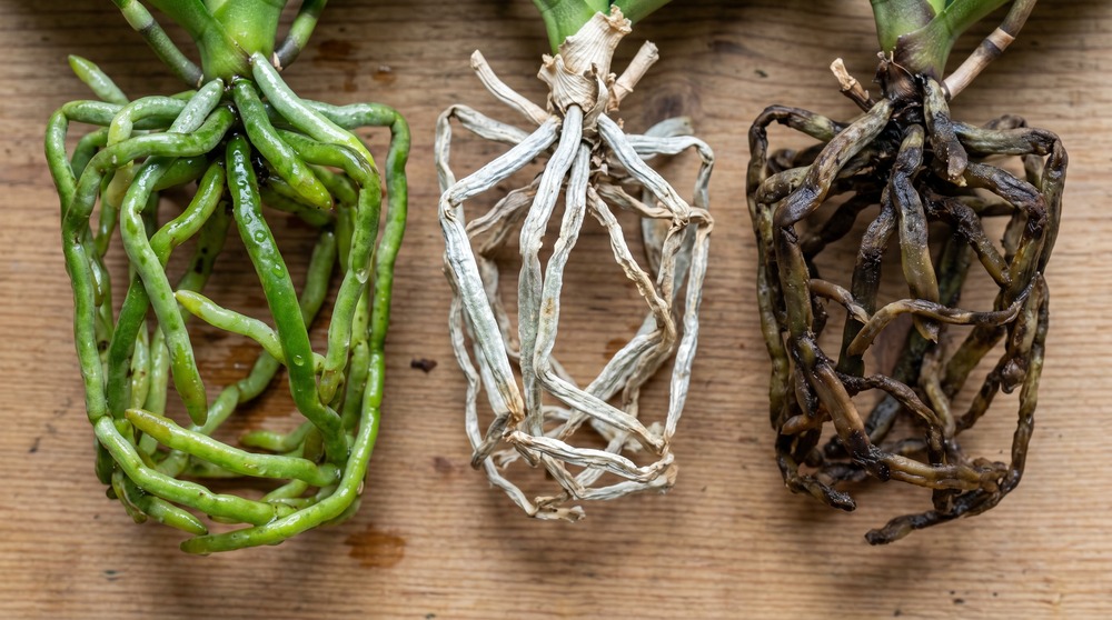Comparativo de raízes de orquídea: verdes hidratadas, prateadas com sede e marrons apodrecidas