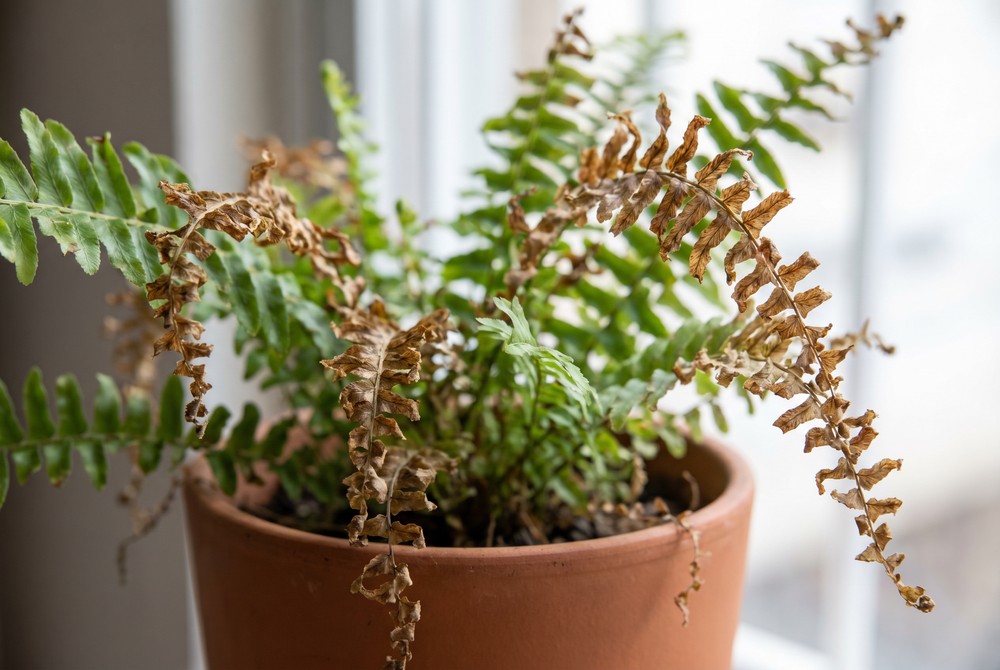 Folhas de samambaia secando e ficando marrons por falta de umidade