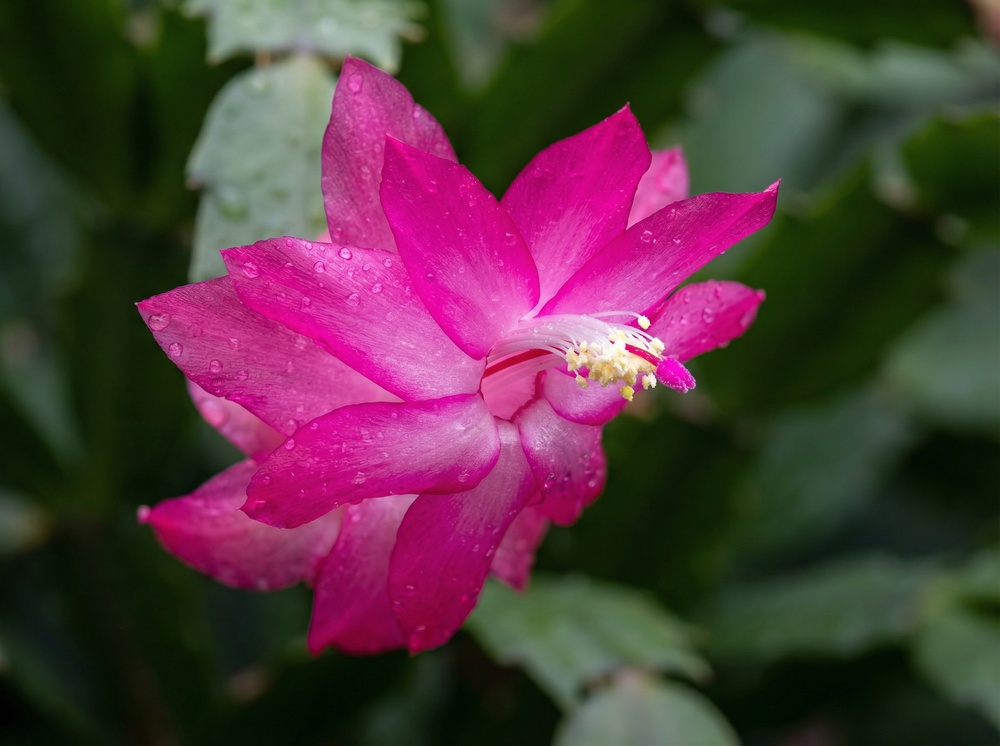 Close-up de uma flor da Schlumbergera truncata com pétalas fúcsia e estames brancos, com gotas de água