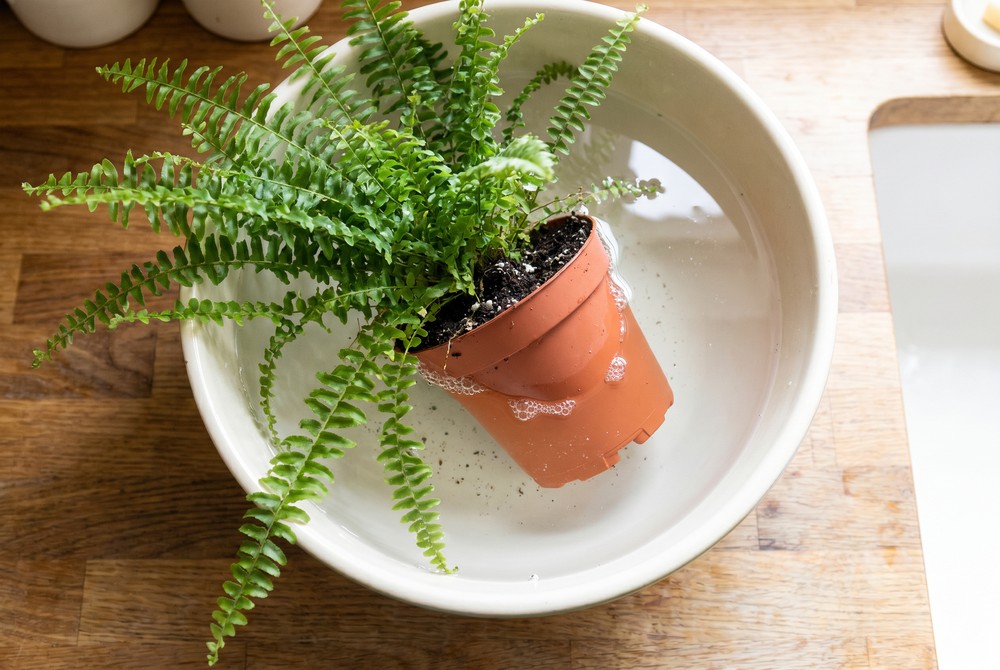 Vaso de samambaia sendo regado por imersão dentro de uma bacia com água