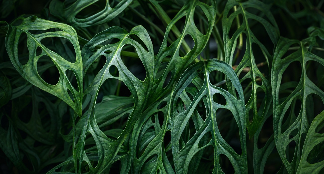 Monstera Adansonii com folhas fenestradas em vaso próximo à janela com luz natural