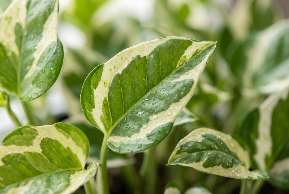 Detalhe das folhas variegadas em branco e verde da Jiboia Njoy